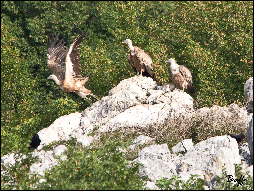 Finalmente i grifoni!